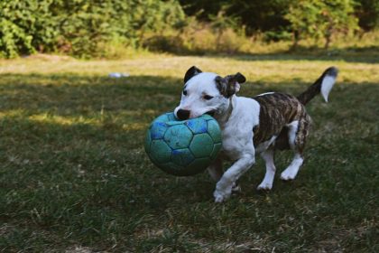 best-automatic-ball-launcher-for-dogs