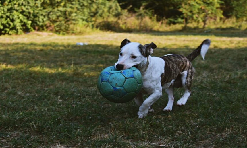 best-automatic-ball-launcher-for-dogs